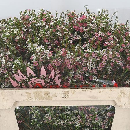 Waxflower My Sweet 16