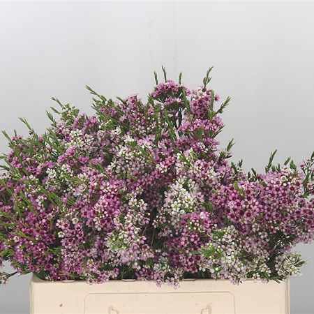 Waxflower Niki