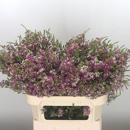 Waxflower Niki