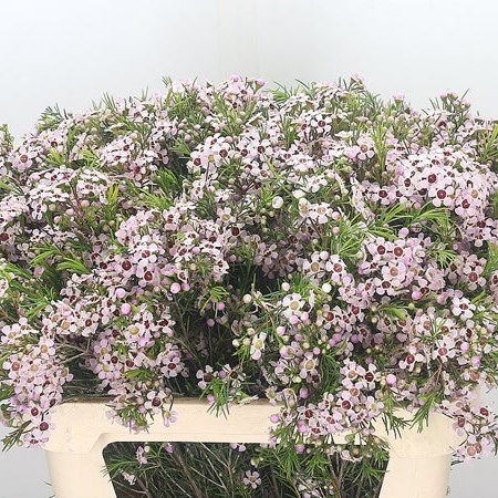 Waxflower Orchid