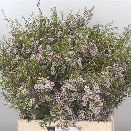 Waxflower Orchid