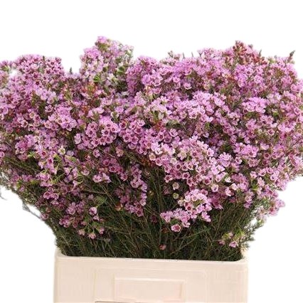 Waxflower Painted Lady