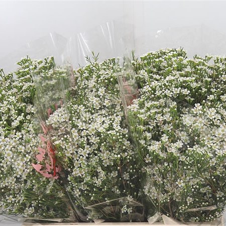 Waxflower Pearl Button