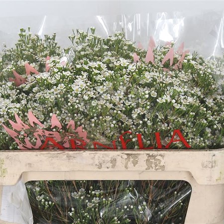 Waxflower Pearl Buttons