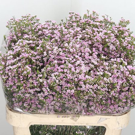 Waxflower Pink Pirouette