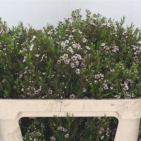 Waxflower Pink Snowflake