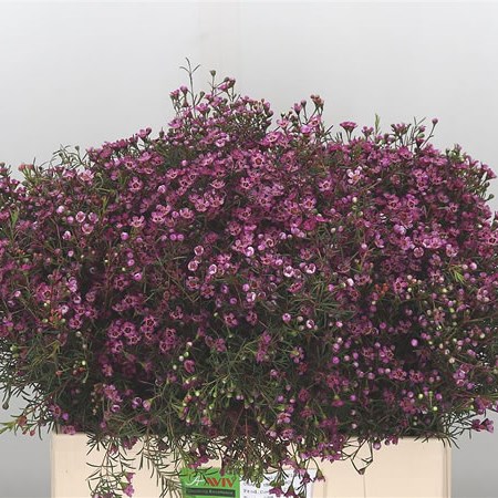 Waxflower Prince