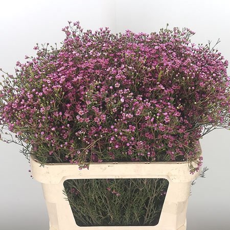 Waxflower Prince