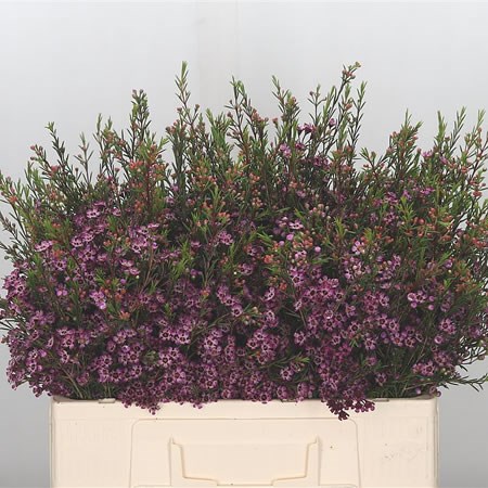 Waxflower Purple Pride 50cm (chamelaucium) | Wholesale Dutch Flowers &  Florist Supplies UK