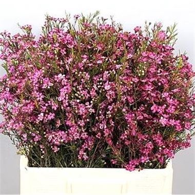 Waxflower Purple Pride