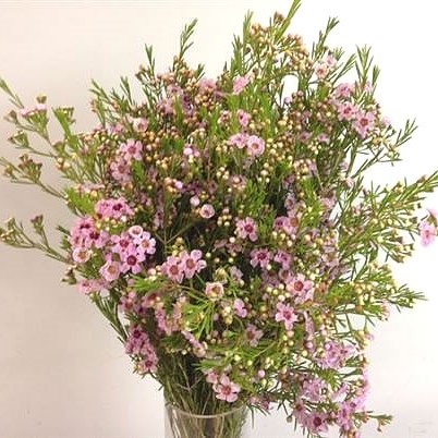 Waxflower Pink