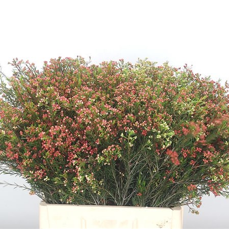 Waxflower Red Wave (in seed)