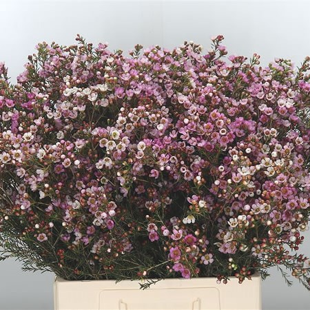 Waxflower Revelation