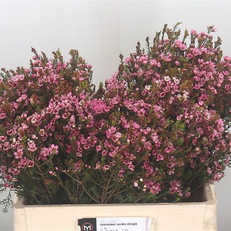 Waxflower Sarah's Delight