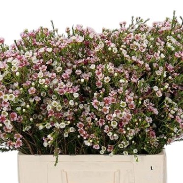 Waxflower Sexy Bella