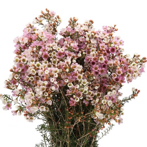 Waxflower Sexy Lina
