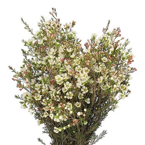 Waxflower Sirius