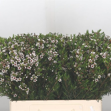 Waxflower Snow Flake