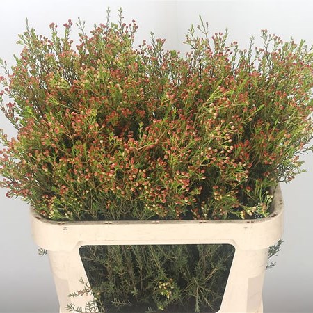 Waxflower in Seed (red)