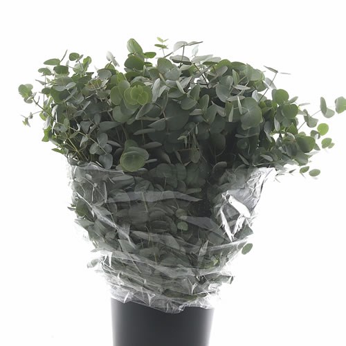 Weekly Special - Eucalyptus Cinerea