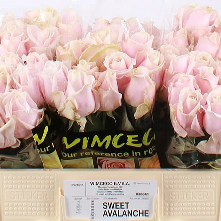 Weekly Special - Rose Sweet Avalanche