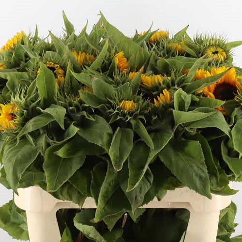 Weekly Special - Sunflowers