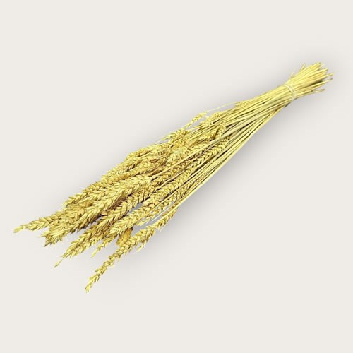 Wheat (Dried & Bleached)