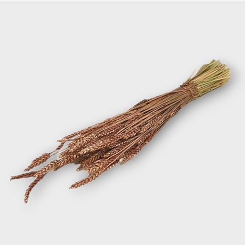 Wheat Dyed Copper (Dried)