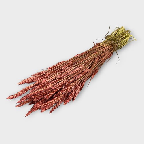 Wheat Dyed Pink (Dried)