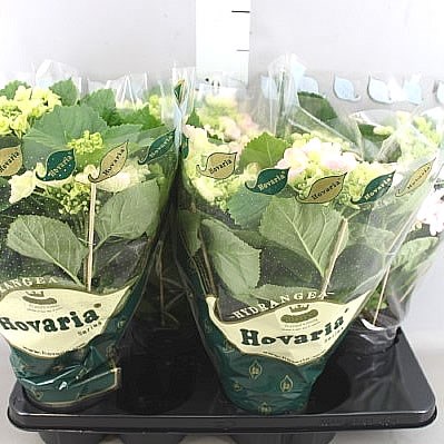 Hydrangea White Plant