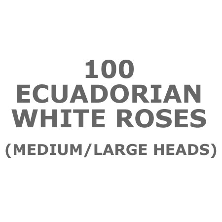 White Roses 60cm from Ecuador | Wholesale Flowers & Florist Supplies UK