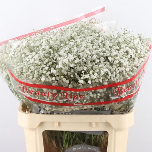 Weekly Special - Gypsophila (Large Headed)