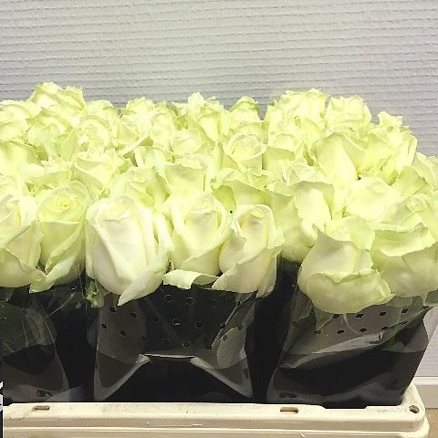 Weekly special - ROSE AVALANCHE