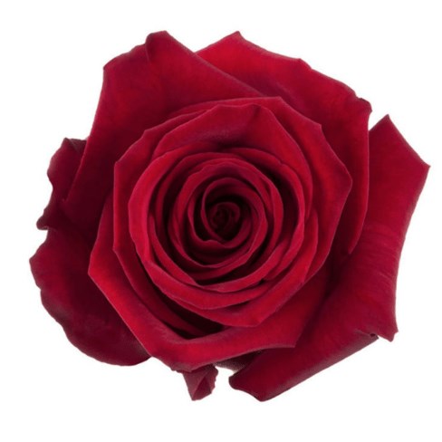 Colombian Rose Red (our choice)