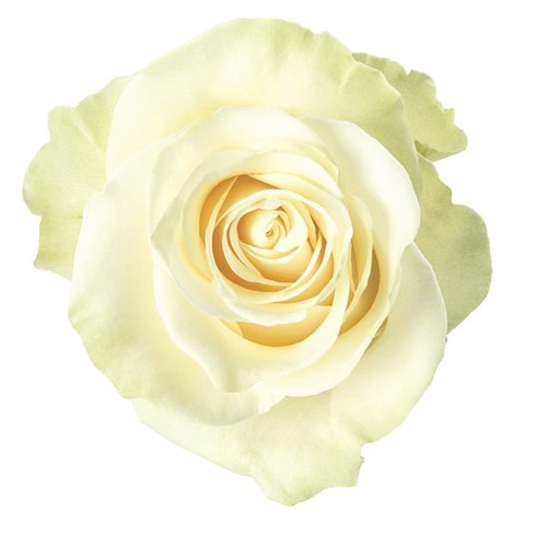 Colombian Rose White (our choice)
