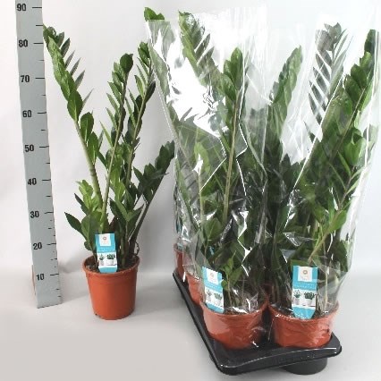 Zamioculcas Zamifolia