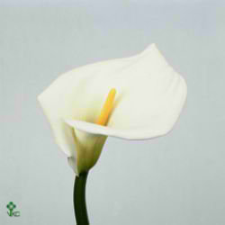 Calla Lily Highwood