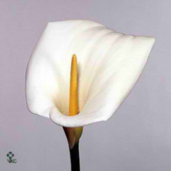 Calla Lily White