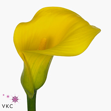 Calla Lily Acapulco Gold
