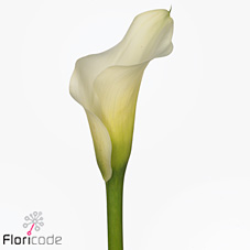 Calla Lily Black Eyed Lady