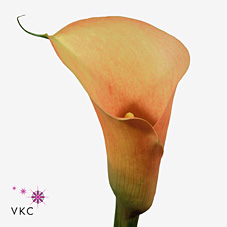 Calla Lily Cameo