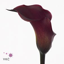 Calla Lily Captain Maori
