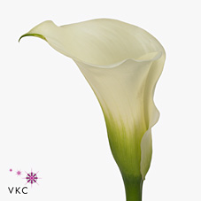 Calla Lily Chantilly