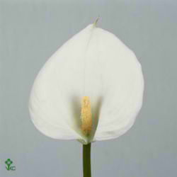 Calla Lily Childsiana