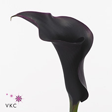 Calla Lily Eclips