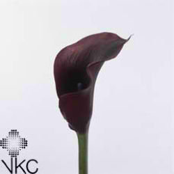 Calla Lily Naomi