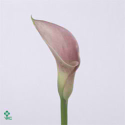 Calla Lily Pink Diamond