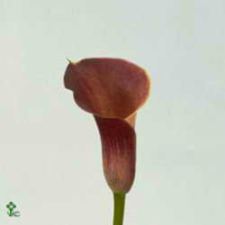 Calla Lily Pink Persuasion