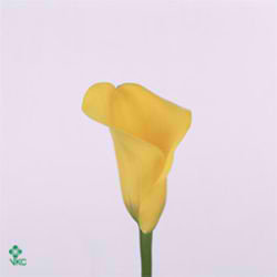 Calla Lily Pot of Gold