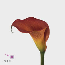 Calla Lily Red Sox
